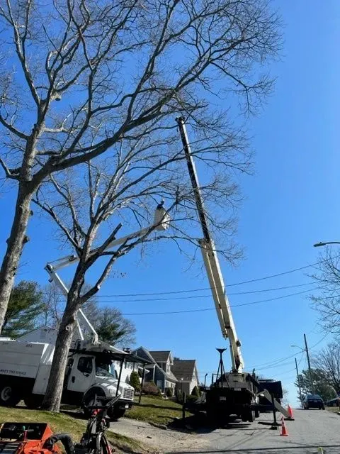 tree trimming