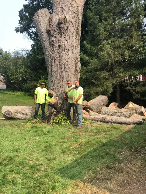 work photo from professionaltree.net