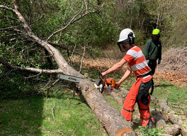 work photo from franktreeservicesandlandscapinginc.us