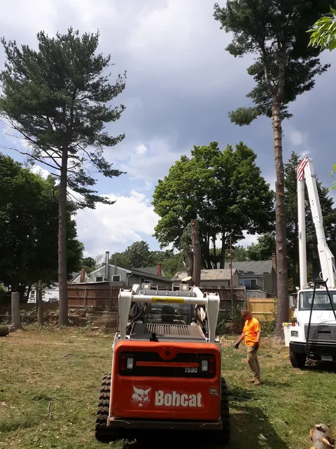 Schmitt Tree Service and Landscaping work photo
