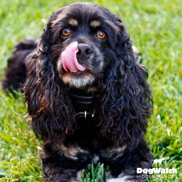 work photo from dogwatchsomaine.com