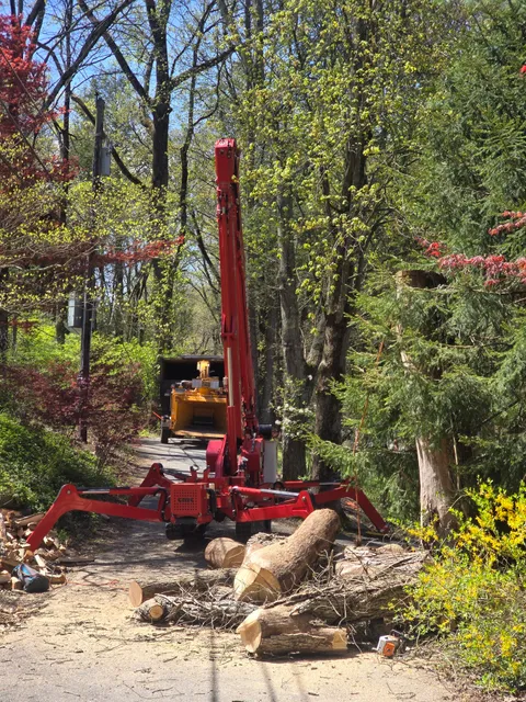 All American Tree & Turf LLC work photo