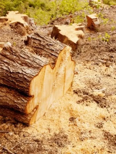 work photo from dcwoodservices.com