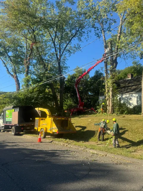 work photo from claudiotreeservice.com