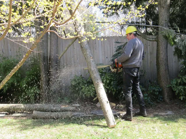 work photo from sandweisstrees.com