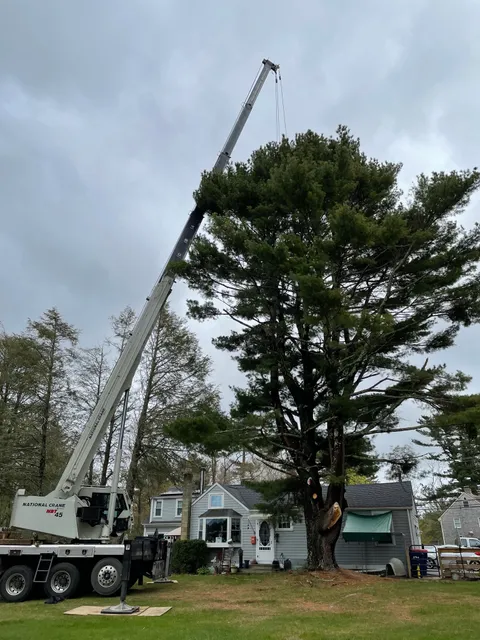 Timberwolf Tree Service work photo