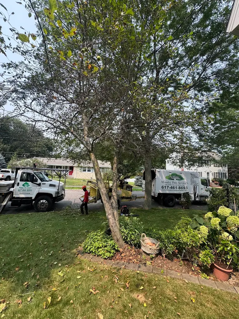 Mendez Tree Services work