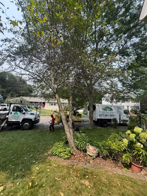 Mendez Tree Services work
