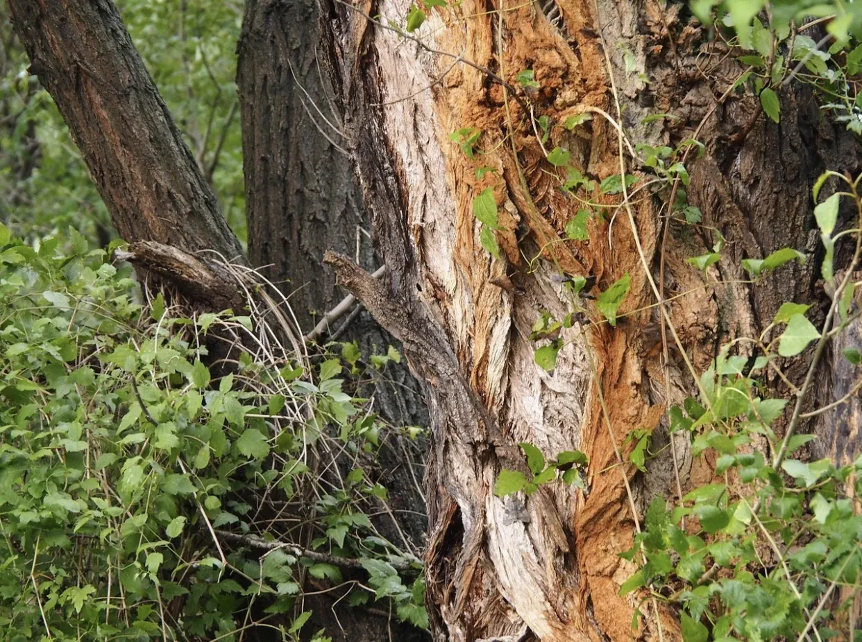 Tree Bark Cracking or Splitting? Here's What It Means for Your Tree