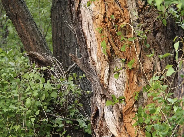 Tree Bark Cracking or Splitting? Here's What It Means for Your Tree
