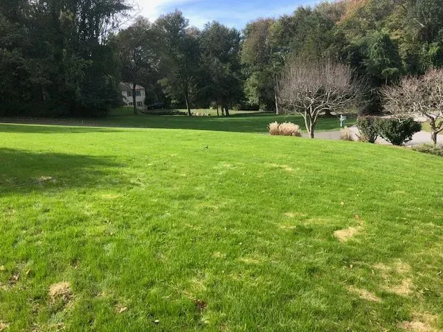 Sunny green park lawn with trees and shrubs in the background