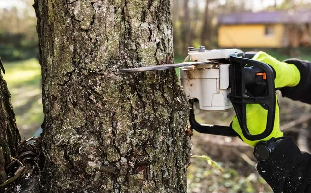 chainsaw with yellow gloves cutting through an old birch tree
