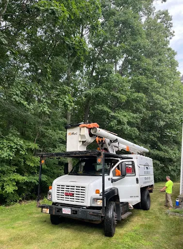 Chris Burke Tree Service work photo