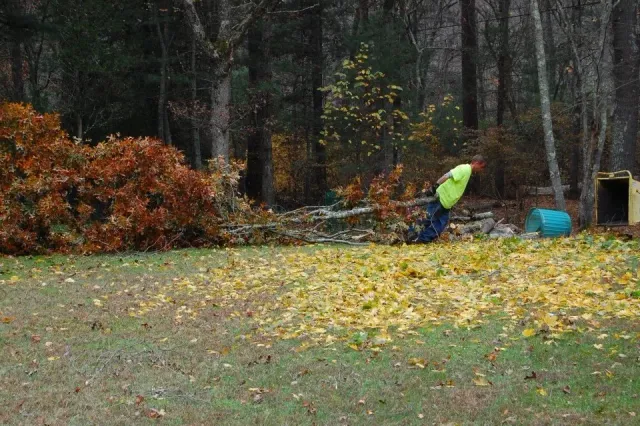 Man in a neon yellow shirt clearing fallen leaves in a yard with a fallen tree and a blue trash bin nearby.