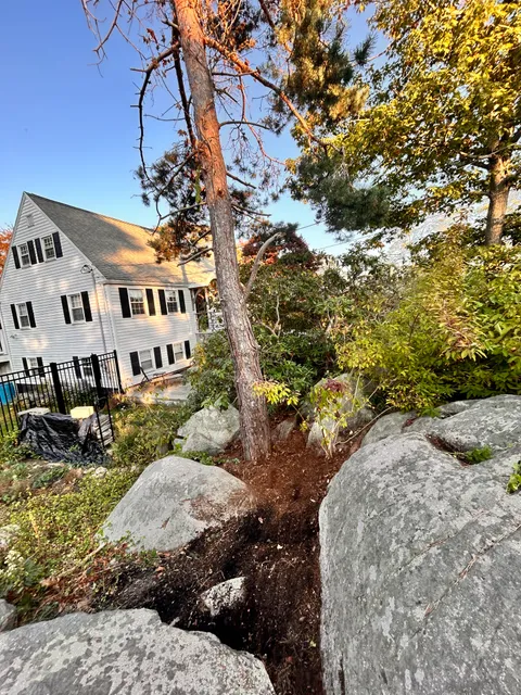 The Garden Nurse Poison Ivy Removal work photo