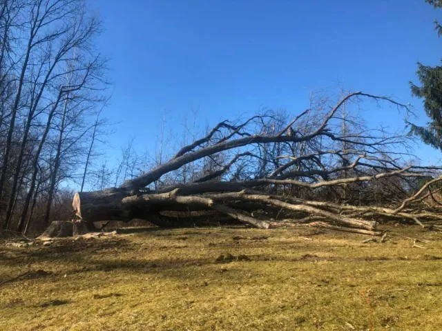 work photo from mjtreeservicesllc.com