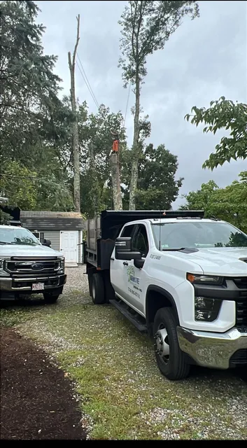 Marvin Tree Service & Landscaping Corp