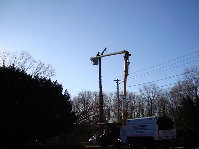 work photo from krohnkutztree.com