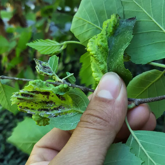 leaf blight caused by fungal disease