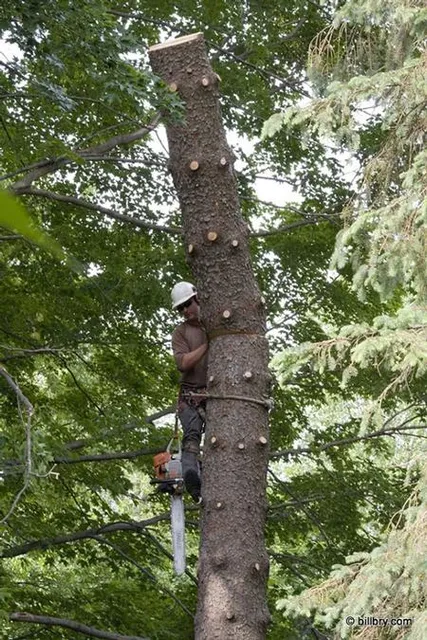 work photo from edwardstreeservicema.com