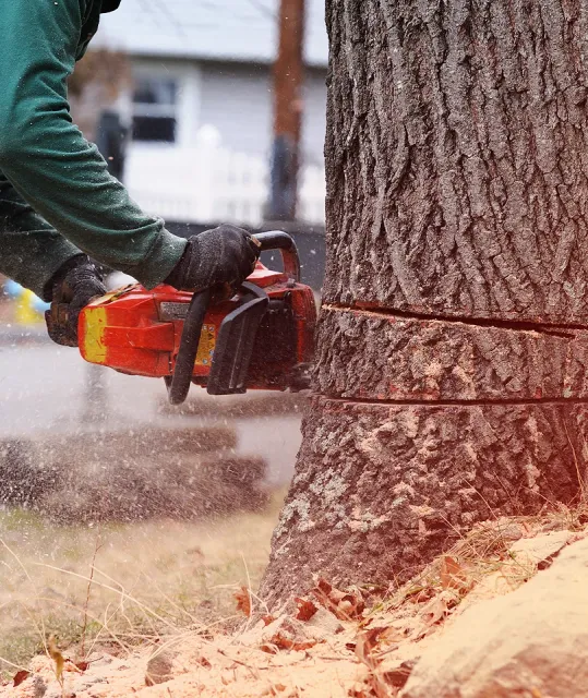 Professional tree removal near a Fairfield County property