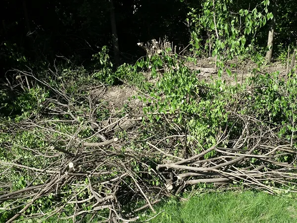 brush removal ct connecticut