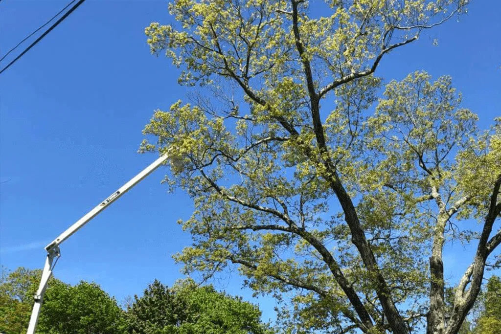 Tree Pruning