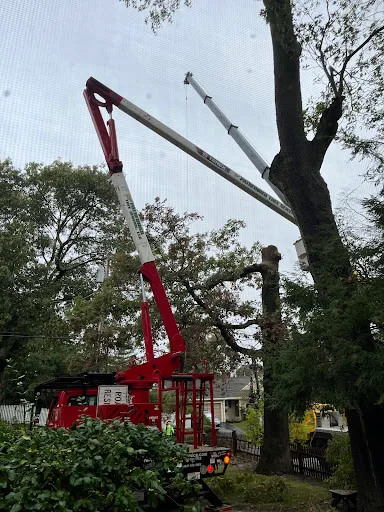 Pathfinder Tree Service, LLC work photo