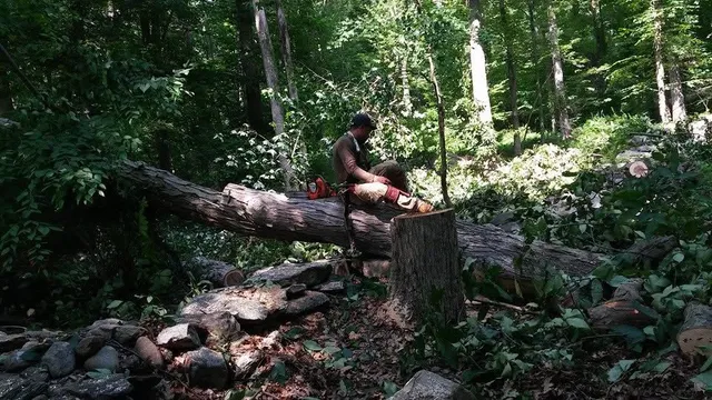 Tree removal services