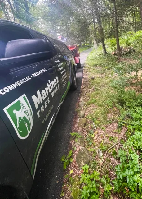 Martinez Tree Work CT