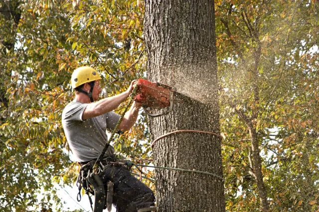 An arborist in a yellow hard hat uses a chainsaw to cut into a tall tree trunk while secured by ropes and a harness.