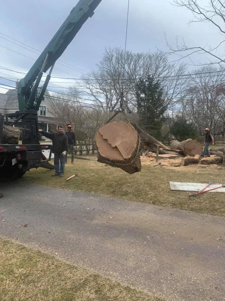 Tree services