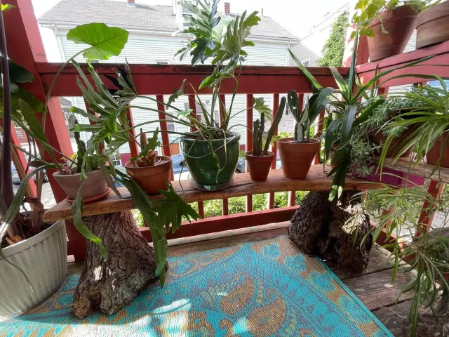 Fun little plant shelf build! Porch garden weather is here, and these burl feet look great IMO with the oiled live-edge tops. Creative process with the owner was a joy: exploring potential layouts and letting the wood inform the design