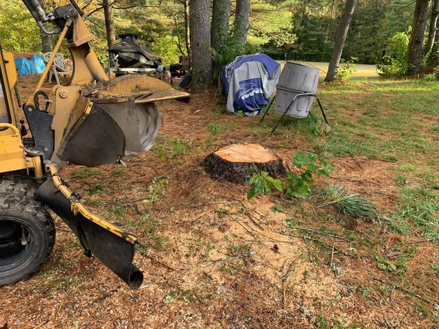 Payeur and Sons Stump Grinding work photo