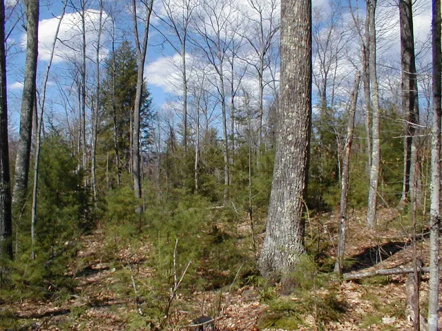 Forest Land Improvement researched project photo