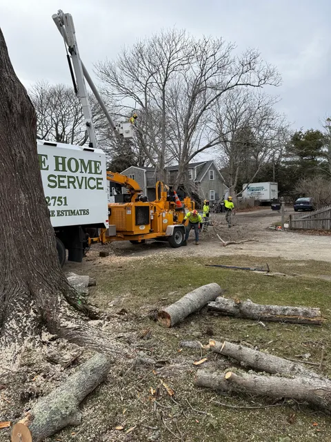 Cape Home Tree Service, Inc. work photo
