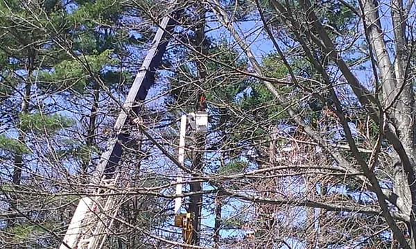 Brian Murphy's Expert Tree Care researched project photo
