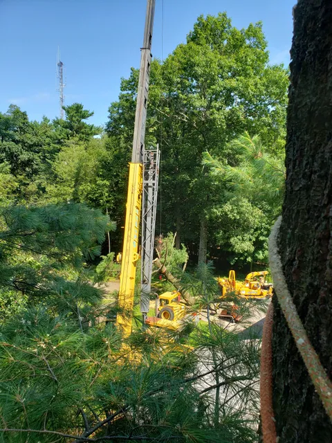 Devaney Tree & Climbing work photo