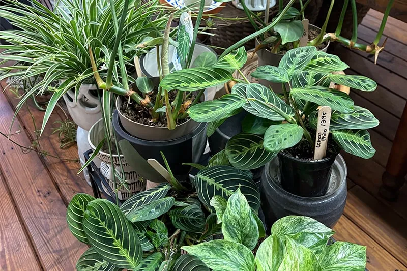 work photo from echobrooknursery.com