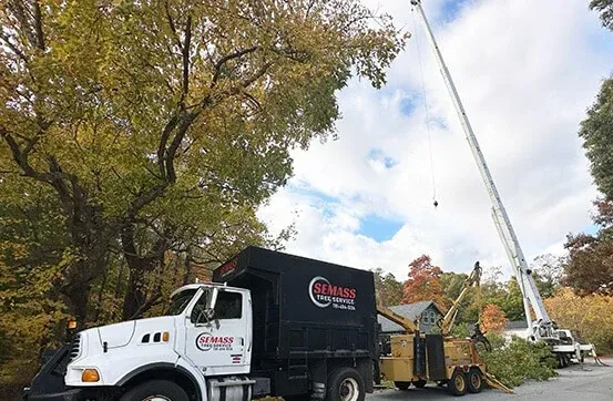 SEMAss Tree Service tree removal truck and crane in action.