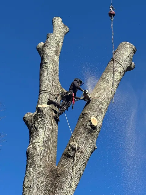 Above & Beyond Tree work photo
