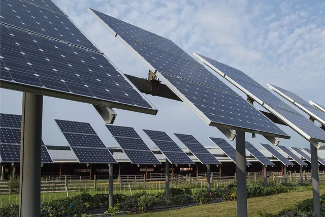 rows of agrivoltaic panels above vegetables