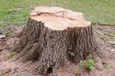 Stump removal service