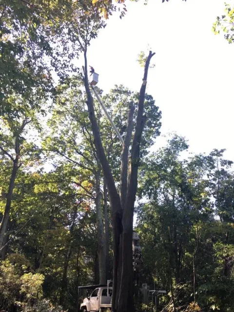 work photo from sandovaltreeservice.com