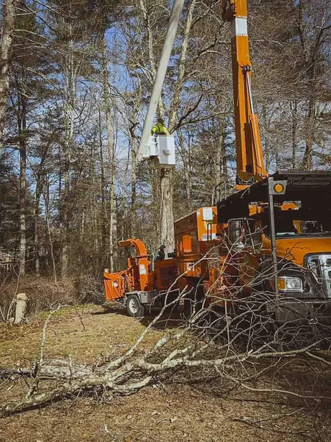 work photo from connecticutlandandtree.com