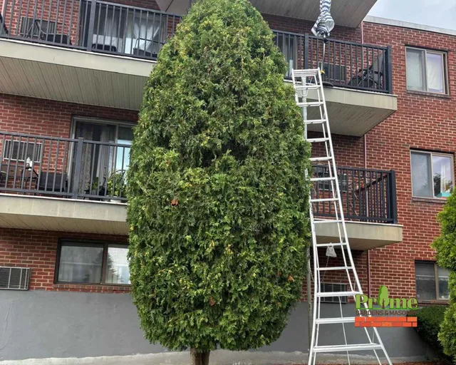 tree pruned