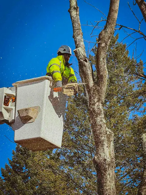 work photo from connecticutlandandtree.com