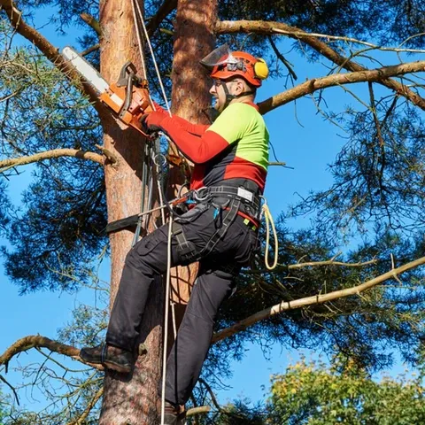 Flores Farm Tree Service