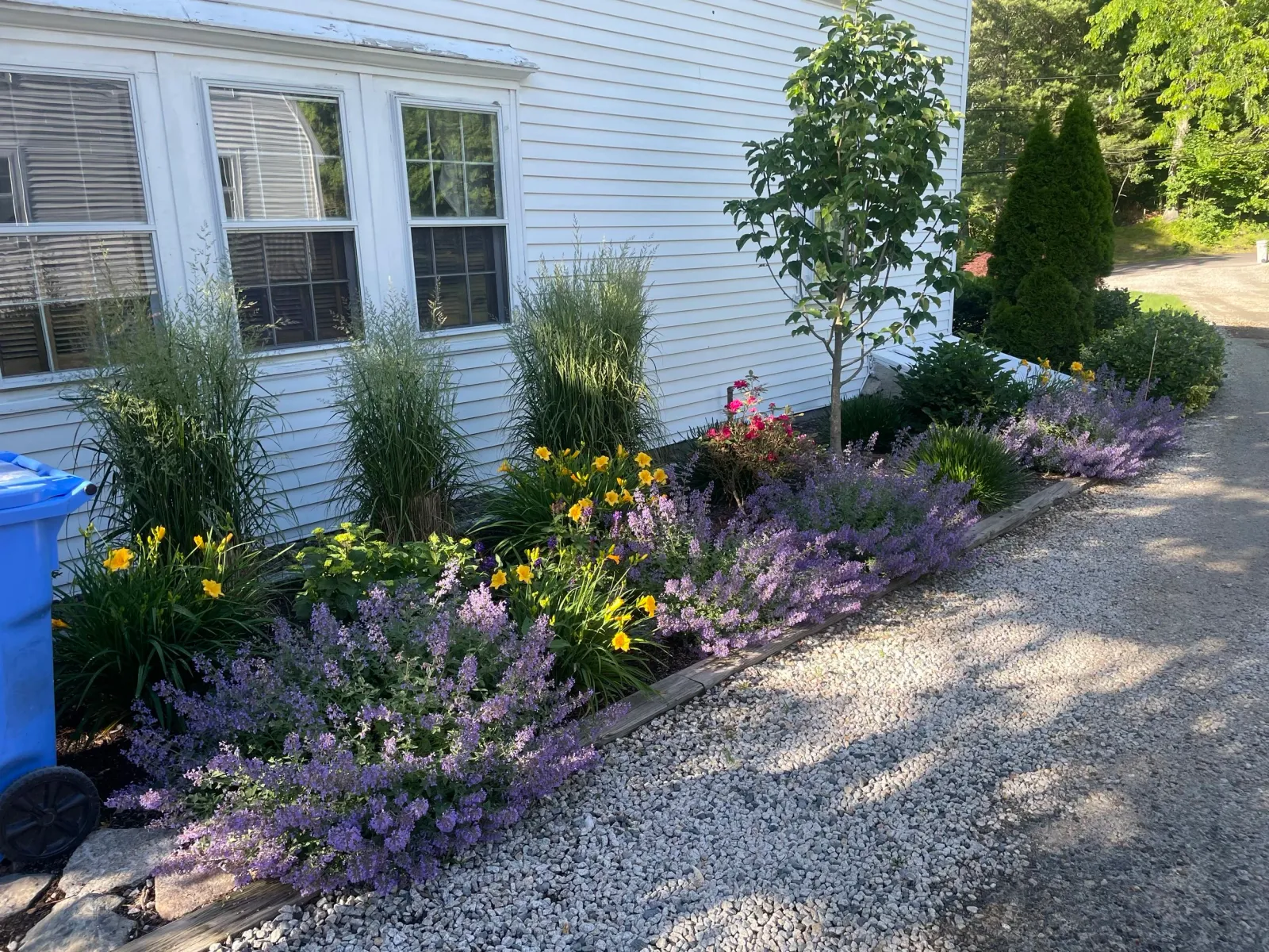 Garden with purple and yellow flowers alongside white house, gravel path, and blue recycling bin.