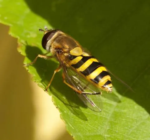 Family pest control Greenfield MA